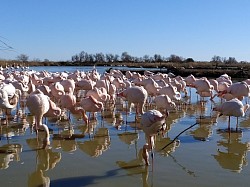 Flamants roses ©pervoqfirst