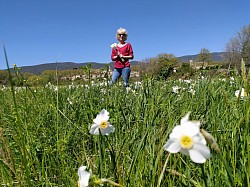 Cueillette de narcisses pour accueillir nos locataires