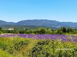 Champ de lavande à Cucuron en Luberon