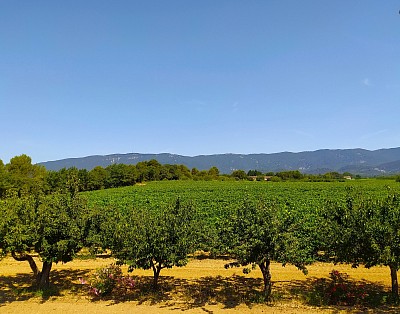 Vue du gîte sur le Mourre-Nègre et le Luberon, entre vignes et cerisiers